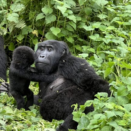 3 Days Uganda Gorilla Trekking Safari