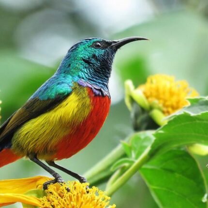 6 Days Kenya Rift Valley Lakes Birding Safari