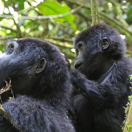4 Days Rwanda Gorilla Cultural Safari