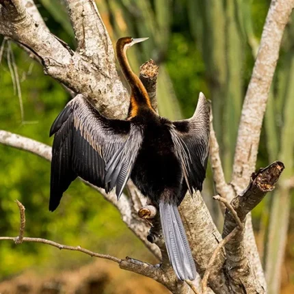 8 Days Tanzania Northern Circuit Birding Safari
