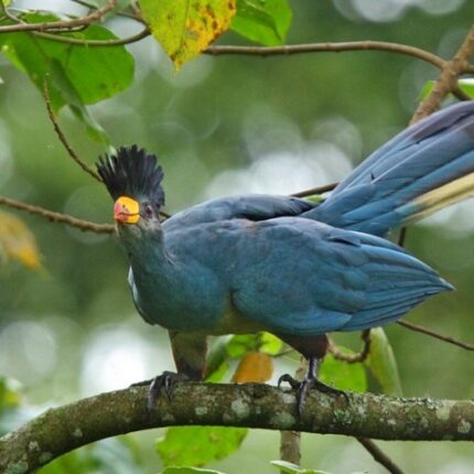 5 Days Rwanda Nyungwe Forest Birding Safari