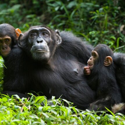 5 Days Murchison Falls Chimpanzee Safari