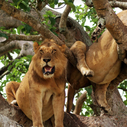 4 Days Queen Elizabeth Safari