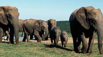 8-Day Private Kruger Family Safari