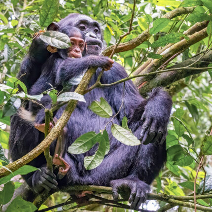 7-Day Gorilla, Chimpanzee and Wildlife Tour in Uganda
