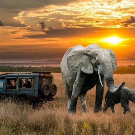 14-Day The Pearl of Africa Safari