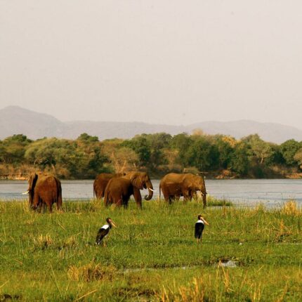 4-Day Best of South Luangwa Bushcamp