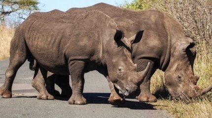 6-Day Kwa-Zulu Natal Hluhluwe Bush & Water Safari