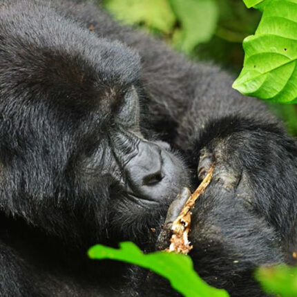 4-Day Gorilla Tracking and Queen Elizabeth National Park
